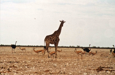 Giraffen im Etosha Nationalpark, Namibia